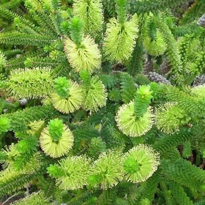 GREEN HONEY MYRTLE 1250 SEEDS MELALEUCA DIOSMIFOLIA NATIVE LONG FLOWERING SHRUB - Picture 1 of 3