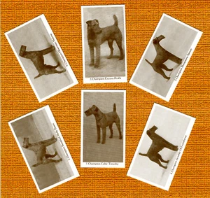 IRISH TERRIER SET OF SIX NAMED DOG COLLECTABLE TRADE CARDS GREAT GIFT - Foto 1 di 1