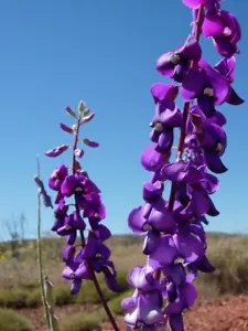 Ashburton Pea (Swainsona Maccullochiana) 30 Seeds - Picture 1 of 3