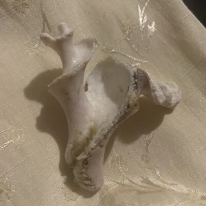 Conch Shell Interior Fossil - Picture 1 of 5