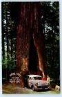 MYERS FLAT, CA California ~ Roadside SHRINE REDWOOD TREE c1950s Chevy Postcard