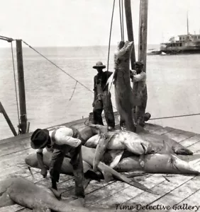 Bringing in Sharks, Key West, Florida - 1928 - Historic Photo Print - Picture 1 of 1