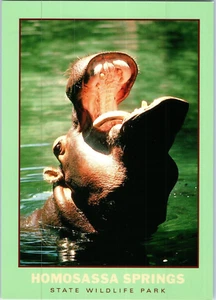 Homosassa Springs State Wildlife Park Florida Hippopotamus Postcard - Picture 1 of 2