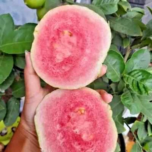 250+ Red Ruby Crystal Guava Seedss (Psidium guajava) Rare Fruit - Picture 1 of 7