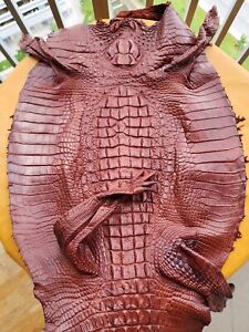 Size 45cm w Genuine Real Alligator Crocodile Skin Leather Hide Pelt Texidermy