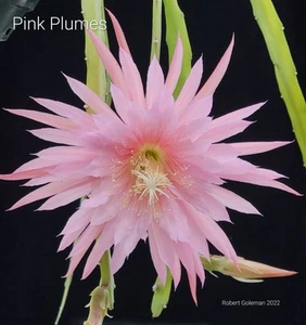 Epiphyllum 'Pink Plumes' Small Rooted Cutting - Rare Orchid Cactus - Multipetal - Picture 1 of 3