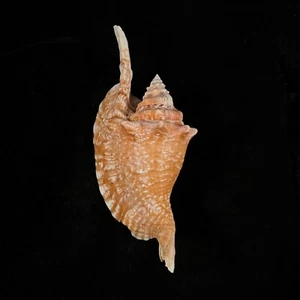 Aliger gallus, Brazil, 135,4mm, F+, NICE PINKISH COLOR!!! - Picture 1 of 6