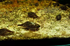 Triops Cancriformis Urzeitkrebse mit ca. 50 Eier inkl. Futter - Zuchtansatz - Bild 1 von 1