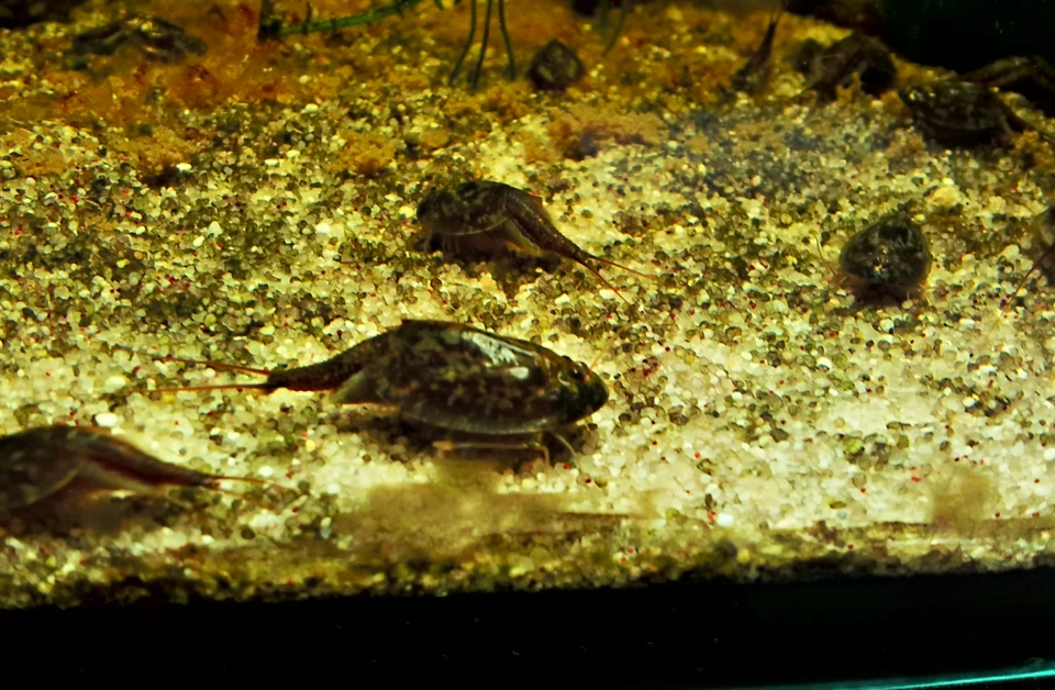 TRIOPSSHOP Triops Cancriformis cangrejos primitivos con aproximadamente 50 huevos incl. alimento - enfoque de cría