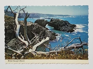 Wind fegte Küste Nordkaliforniens Küstenszene 1976 Postkarte - Bild 1 von 2