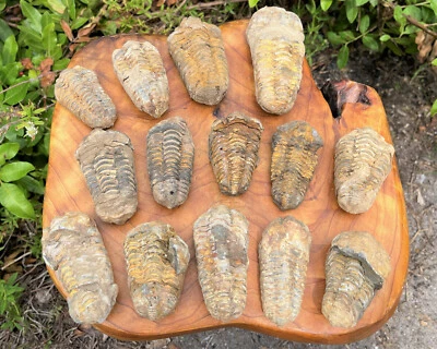 GRAN fósil de trilobites naturales, espécimen de artrópodo genuino de 500 millones de años Foto 1 de 4