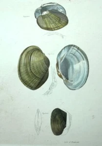 Histoire naturelle Fruits de mer Coquilles Coquillage Lithographie XIXème - Imagen 1 de 1