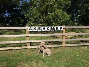 Dressage Markers Small set of 12 - Picture 1 of 3