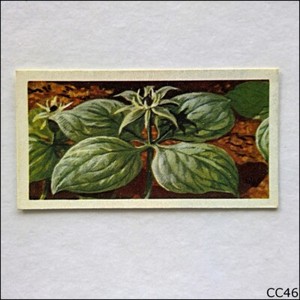 Brooke Bond Tea Card Wild Flowers Series 3 1964 #7 Herb Paris (CC46)