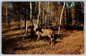 Buck, Deer, Vintage 1953 Chrome Postcard - Picture 1 of 2