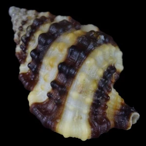 GYRINEUM GYRINUM scuro (Mactan Isl., Filippine) 21,4 mm #42548 - Foto 1 di 4