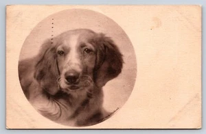 Postcard Dog Puppy 1907 Denton G40 - Picture 1 of 2