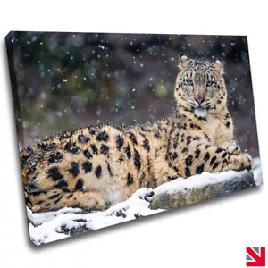 SNOW LEOPARD BIG CAT ANIMAL CANVAS Wall Art Picture Print - Picture 1 of 2