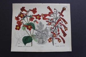 Antiguo botánico, Dietrich, color a mano, 1840, Alemania - Imagen 1 de 1
