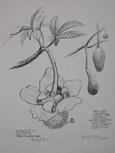 Ray Harm fiore baobob #2 schizzo africano firmato stampa artistica - Foto 1 di 1