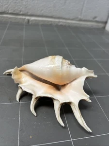 VINTAGE SEA SHELL LARGE SPIDER CONCH BEACH AQUIRIUM OCEAN RETRO CORAL SHELLS - Bild 1 von 4