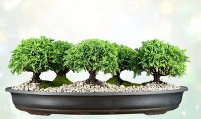 Tsukomo Cypress Bonsai Tree Five(5) Tree Forest Group 6" H Outdoor Evergreen - Image 1 of 4