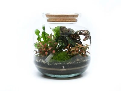 TROPICAL GLASS DIY Bonsai Closed Terrarium Kit Beginners Closed Terrarium Kit with Plants