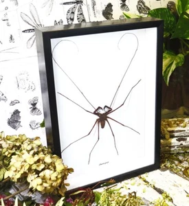 Cave spider GIANT - Picture 1 of 5