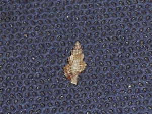 RAPHITOMA HORRIDA WOOOOOOW - Bild 1 von 2