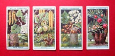 WILLS  4 ANTIQUE 1924 CIGARETTE CARDS  FLOWERING TREES & SHRUBS  No's 1-24-41-50