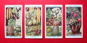 WILLS  4 ANTIQUE 1924 CIGARETTE CARDS  FLOWERING TREES & SHRUBS  No's 1-24-41-50