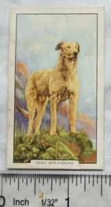 1938 Gallaher Dogs 2nd Series No. 1 Irish Wolfhound - Picture 1 of 1