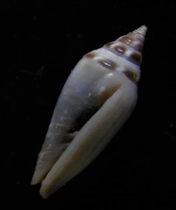 seashell Ziba astyagis SELDOM OFFERED 20-23mm Gem/F+++ - Picture 1 of 3