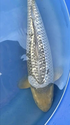 Koi Gin Rin Chagoi 14” - Female - Image 1 of 4