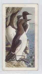 1965 Brooke Bond Wild Birds in Britain Guillemot #50 0f8