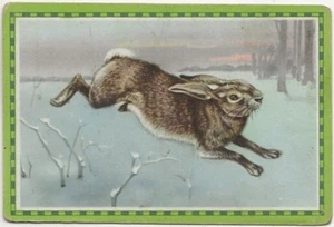 40/38 SAMMELBILD GEMEINER HASE - Bild 1 von 2