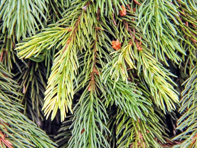 Picea glauca 'Pendula' - White Spruce *Live Plant - Image 1 of 4