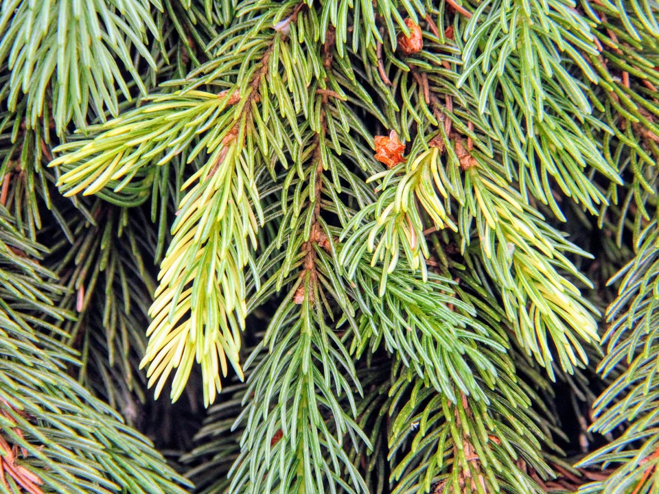 Picea glauca 'Pendula' - White Spruce *Live Plant - Image 1 of 4