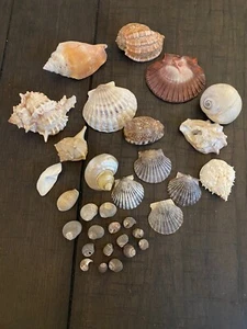 Conchas marinas surtidas - Imagen 1 de 6