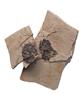 Positiver & Negativer Spaltschiefer McAbee Formation versteinerter Tannenzapfen 100 mm - Bild 1 von 14