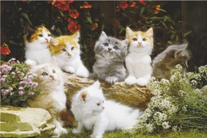 Poster Baby Cats Kittens - Picture 1 of 1