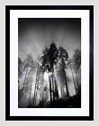TREES LIGHT FOG BLACK WHITE BLACK FRAME FRAMED ART PRINT PICTURE MOUNT B12X9547