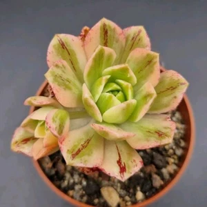 Aeonium Green Tea 6.5 cm. pot rare Succulent Aeonium Haworthia Echeveria Sedum - Imagen 1 de 2