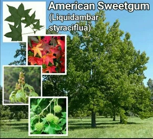 Amerikanischer Süßgummibaum ~ 20+ Samen ~ kostenloser US-Versand ~ Liquidambar Styraciflua - Bild 1 von 2