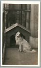 Photo d'un chien sage  Vintage silver print.  Tirage argentique d'ép