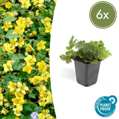 6 x fragola d'oro Waldsteinia ternata - ↕10-25 cm Ø9 cm - giallo a tre foglie - Immagine 1 di 4
