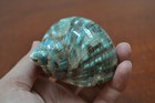GREEN PEARL TURBO SEA SHELL HERMIT CRAB 2" - 2 1/2" #7064