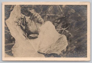 Postal de rana árbol RPPC en Viena Austria c1910 - Imagen 1 de 2