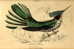 Vtg 12 Hummingbird Lithograph Prints William Jardine Plates Matted Framed 1800s - Picture 1 of 9