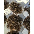 500 Small Dubia Roaches Live Arrival Is Guaranteed